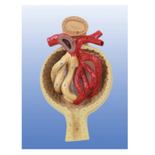 Glomerular model